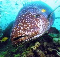 Lady Musgrave Island Dive Sites - Inverell Accommodation