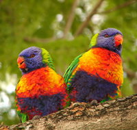 Blue Mountain Park - Inverell Accommodation