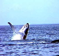 Whale Watching - Inverell Accommodation