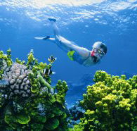 Wheeler Reef Dive Site - Inverell Accommodation