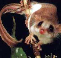 Carrowong Fauna Sanctuary - Inverell Accommodation
