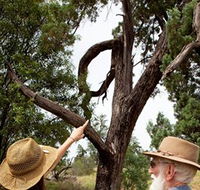 Charleville - Outback Native Timber Walk - Inverell Accommodation