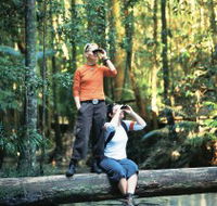 Birdwatching on the Fraser Coast - Inverell Accommodation