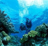 Coral Gardens Dive Site - Inverell Accommodation