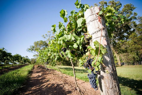 Sirromet Winery - Inverell Accommodation 3