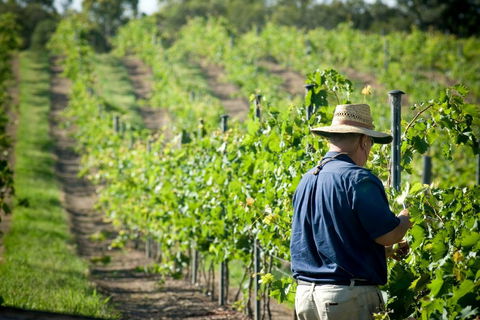 Sirromet Winery - Inverell Accommodation 11