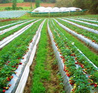 Kookaberry Strawberry Farm - Inverell Accommodation