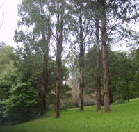 Mount Dandenong Arboretum - Inverell Accommodation