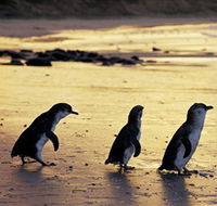 Phillip Island Nature Park - Inverell Accommodation