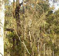 Warby-Ovens National Park - Inverell Accommodation