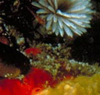 Point Cooke Marine Sanctuary - Inverell Accommodation