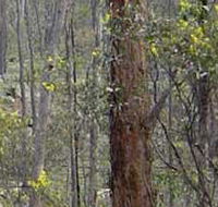 Heathcote-Graytown National Park - Inverell Accommodation
