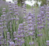 Warratina Lavender Farm - Inverell Accommodation