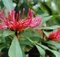 Alfred National Park - Inverell Accommodation