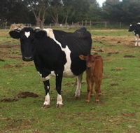 Animal Land Children's Farm - Inverell Accommodation