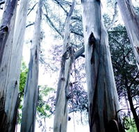 Dandenong Ranges National Park - Inverell Accommodation