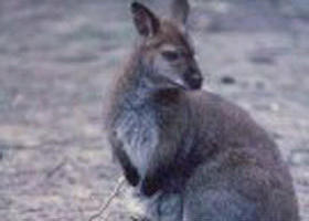 Churchill National Park - Inverell Accommodation 0