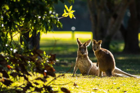 Club Catalina - Inverell Accommodation 2