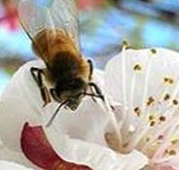 Clayridge Honey - Inverell Accommodation