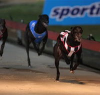 Dapto Dogs - Inverell Accommodation