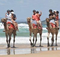Camel Rides with Coffs Coast Camels - Inverell Accommodation