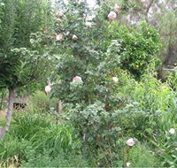 Tombstone Estate Vineyard - Inverell Accommodation
