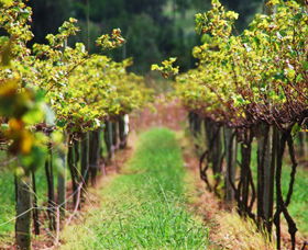 Fussy Grape Winery - Inverell Accommodation 2