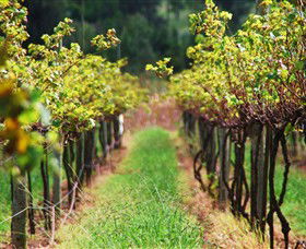 Fussy Grape Winery - Inverell Accommodation 1