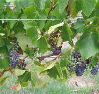 Dinny Goonan Wines - Inverell Accommodation