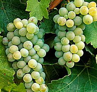 Clover Hill Vineyard - Inverell Accommodation