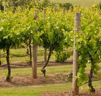 Mt Coghill Vineyard - Inverell Accommodation