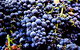 Tolpuddle Vineyard - thumb 0