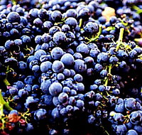 Tolpuddle Vineyard - Inverell Accommodation