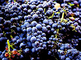 Tolpuddle Vineyard - Inverell Accommodation 0