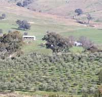 Wymah Organic Olives and Lambs - Inverell Accommodation