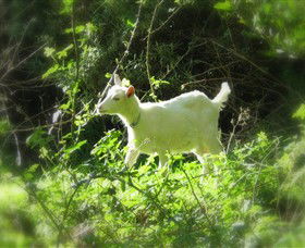 Karmic Goat Soapworks - Inverell Accommodation 1