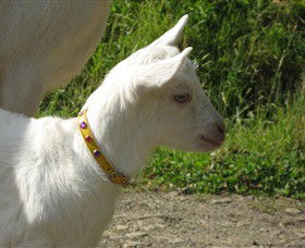 Karmic Goat Soapworks - Inverell Accommodation 5