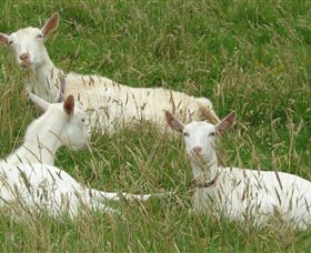 Karmic Goat Soapworks - Inverell Accommodation 6