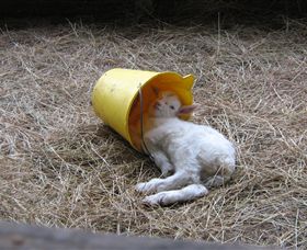 Karmic Goat Soapworks - Inverell Accommodation 7