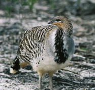 Yongergnow Australian Malleefowl Centre - Inverell Accommodation