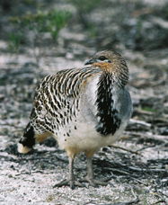 Yongergnow Australian Malleefowl Centre - Inverell Accommodation 0