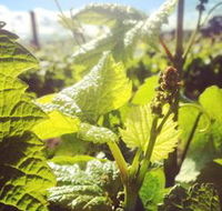 Punt Road Winery - Inverell Accommodation