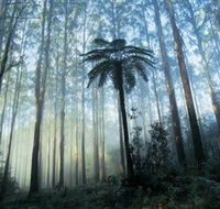Yarra Ranges National Park - Inverell Accommodation