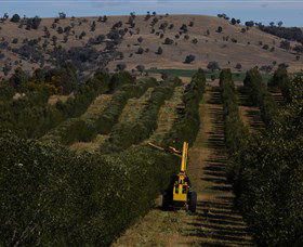 Rylstone Olive Press - Inverell Accommodation 2