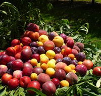 Rayner's Orchard - Inverell Accommodation