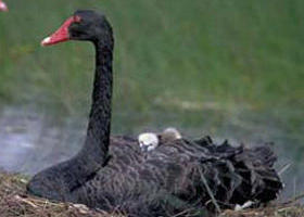French Island Marine National Park - Inverell Accommodation 0