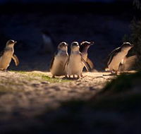 Phillip Island Nature Parks - Inverell Accommodation