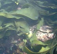 Churchill Island Marine National Park - Inverell Accommodation