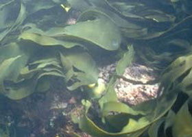 Churchill Island Marine National Park - Inverell Accommodation 0