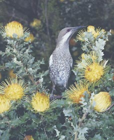 Dryandra Woodland - Inverell Accommodation 1